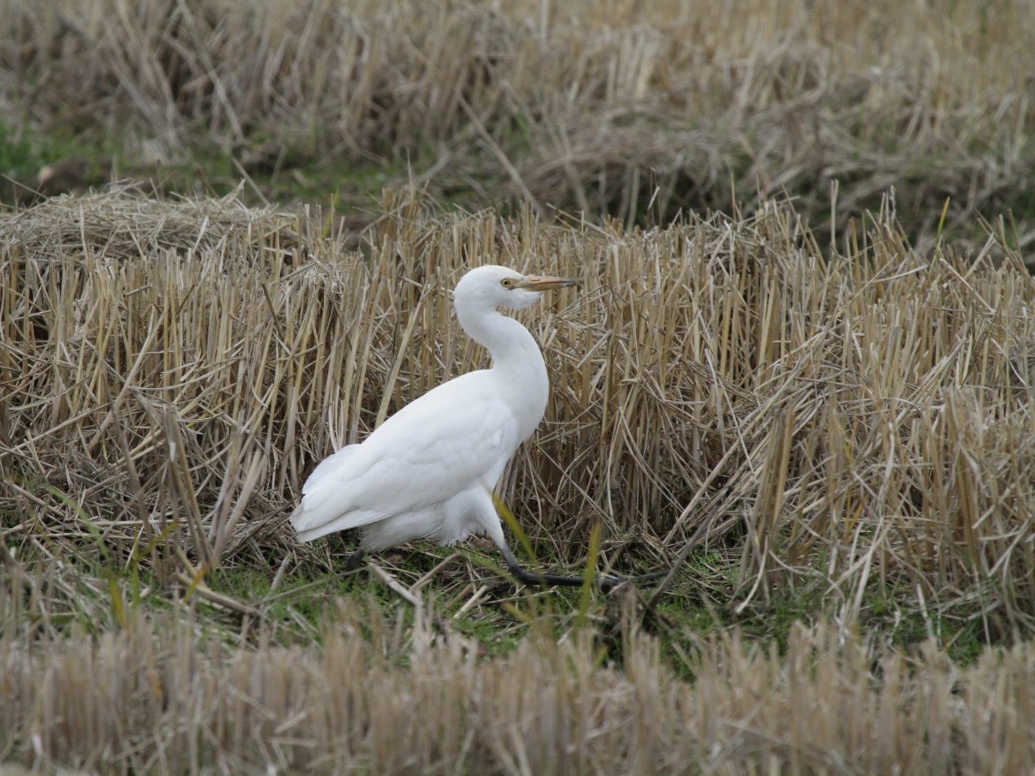 Great White Egret striding through cut grass in Extremadura