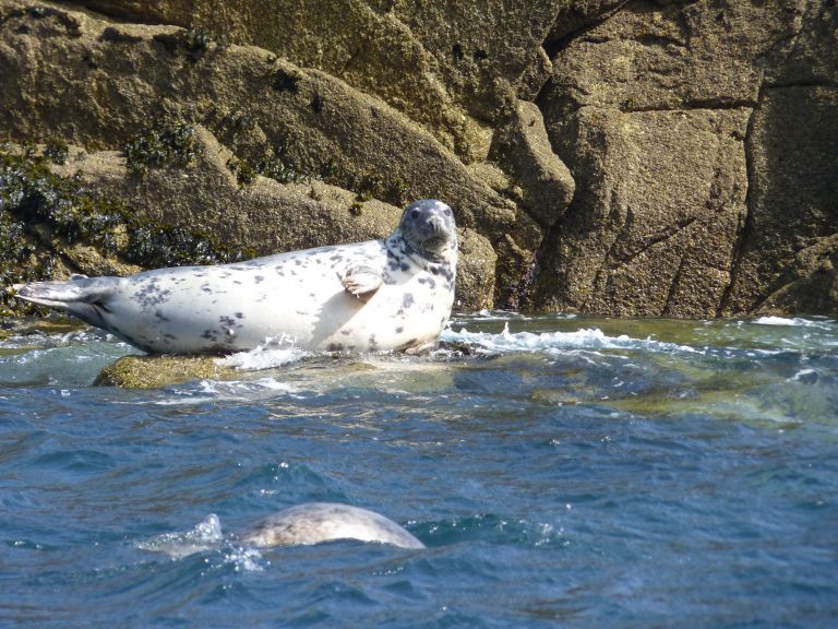 Grey Seal hauled out on rocks on the Isles of Scilly
