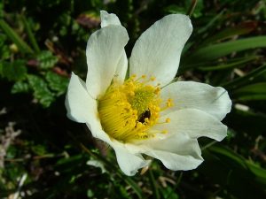 white flower of Mountain Avens, The Burren