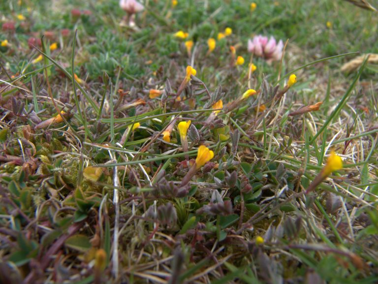 Orange Bird's-foot growing low in the grass on the Isles of Scilly