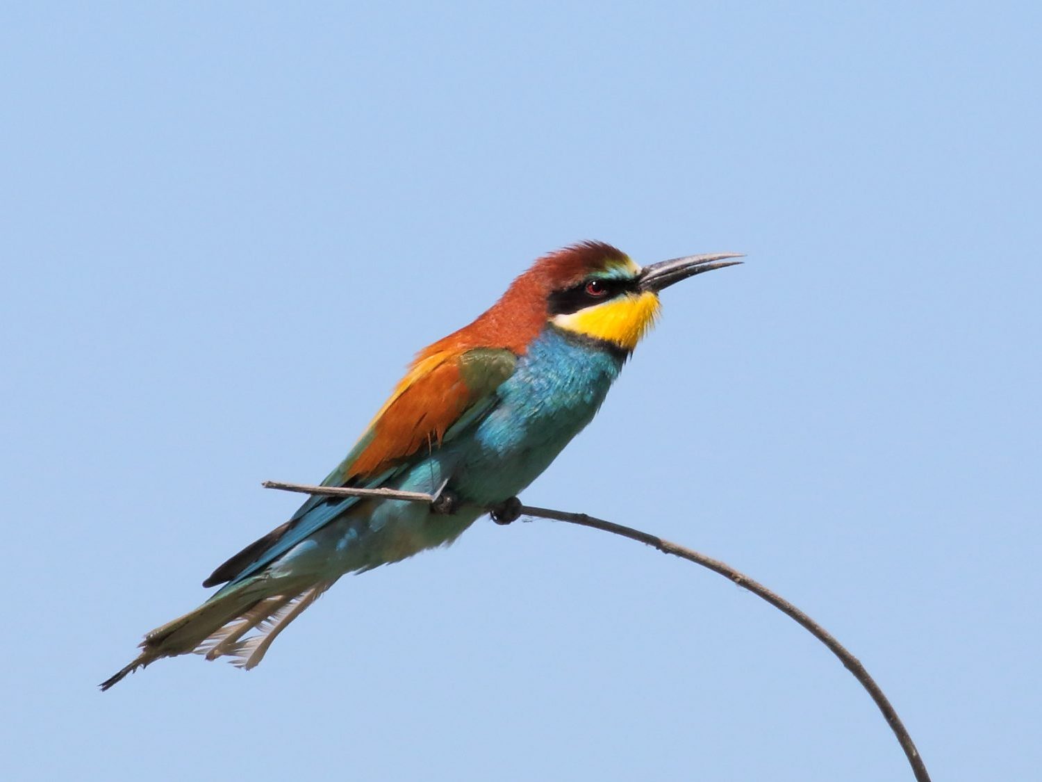 Bee-eater perched on a branch in the Danube Delta