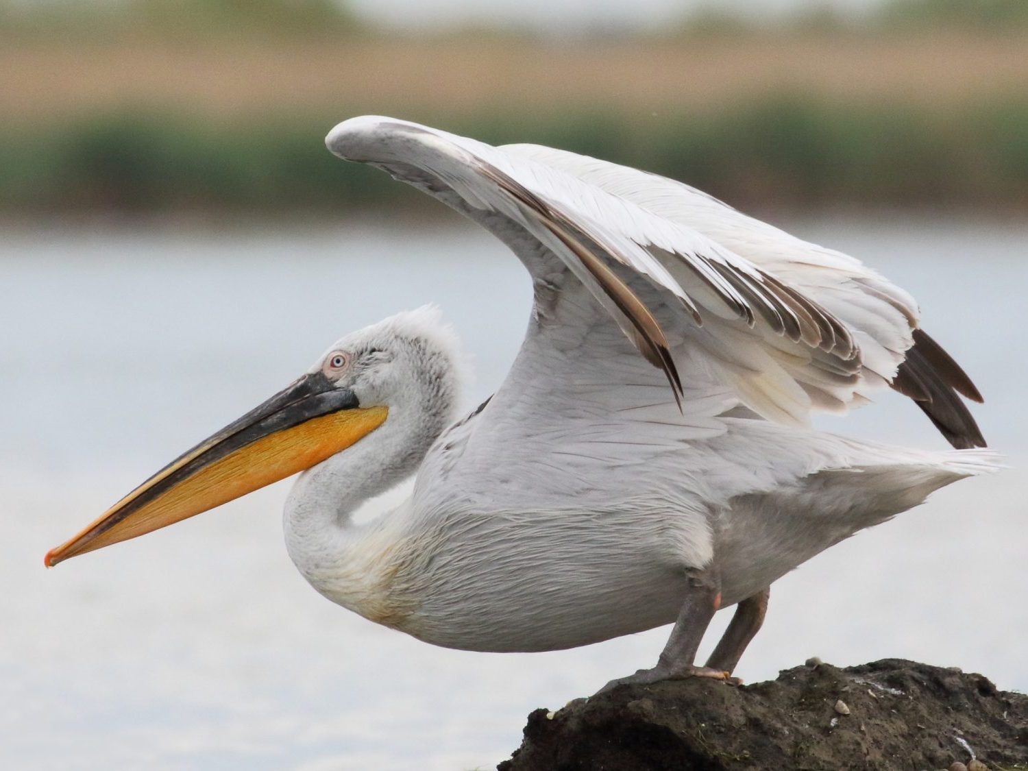 Dalmatian Pelican with wings outstretched in the Danube Delta