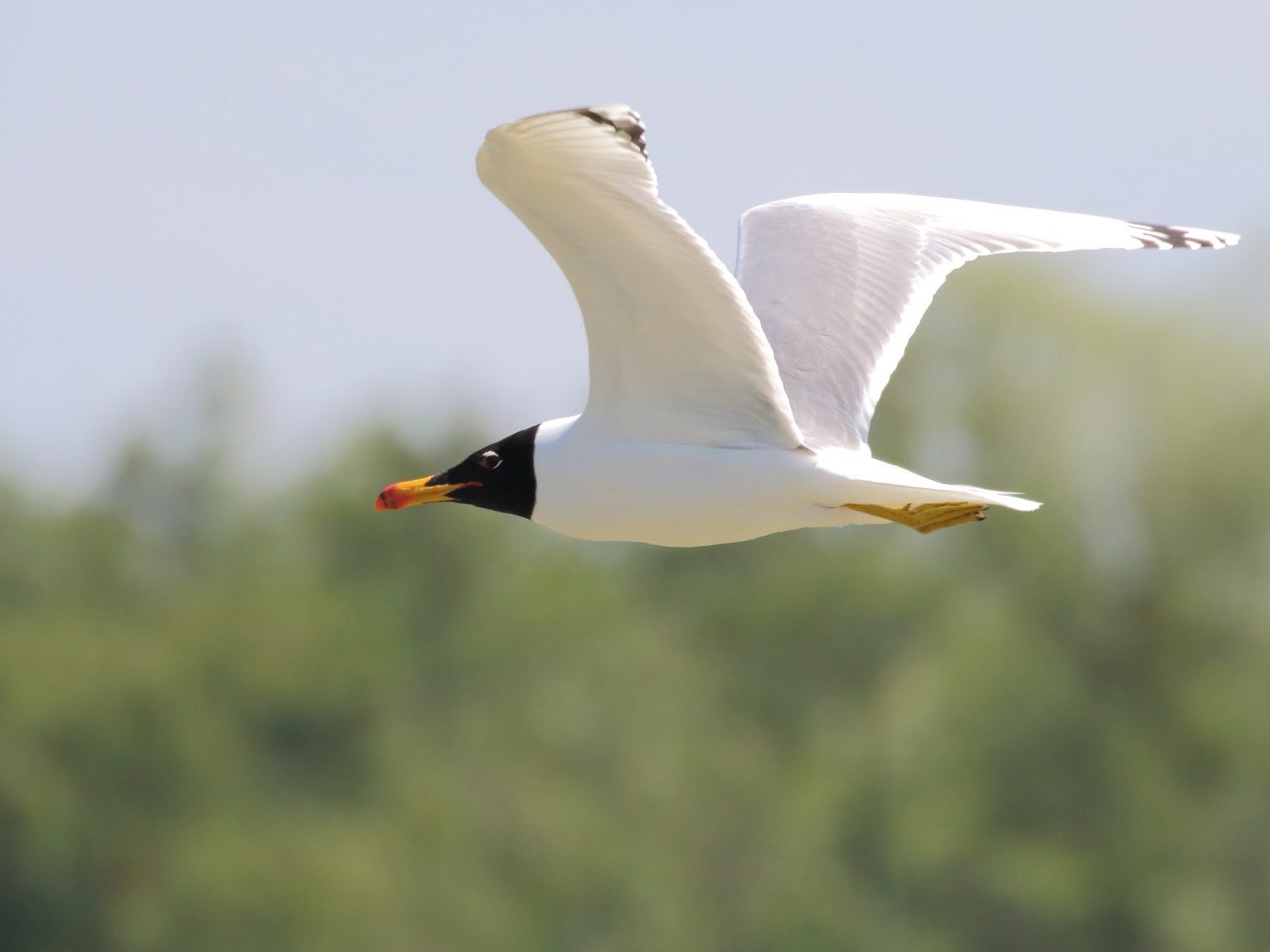 Great Black-headed Gull in flight in the Danube Delta