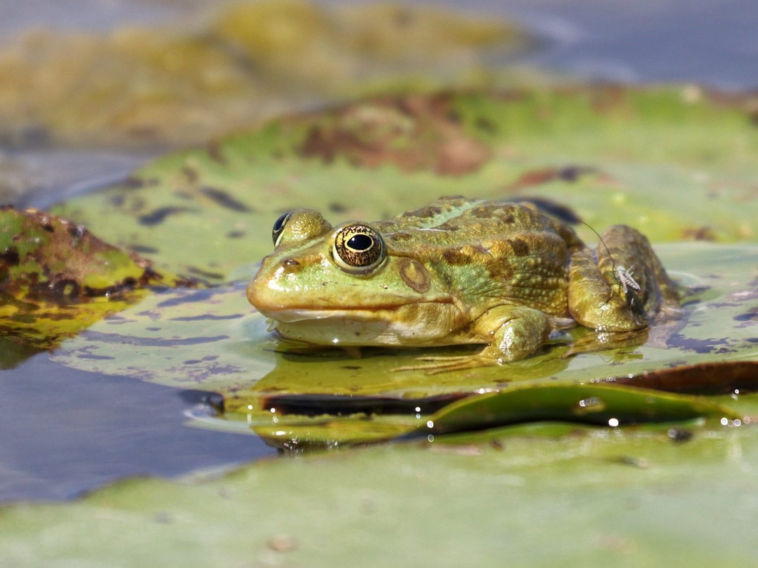 Marsh Frog sitting on a lily pad in the Danube Delta