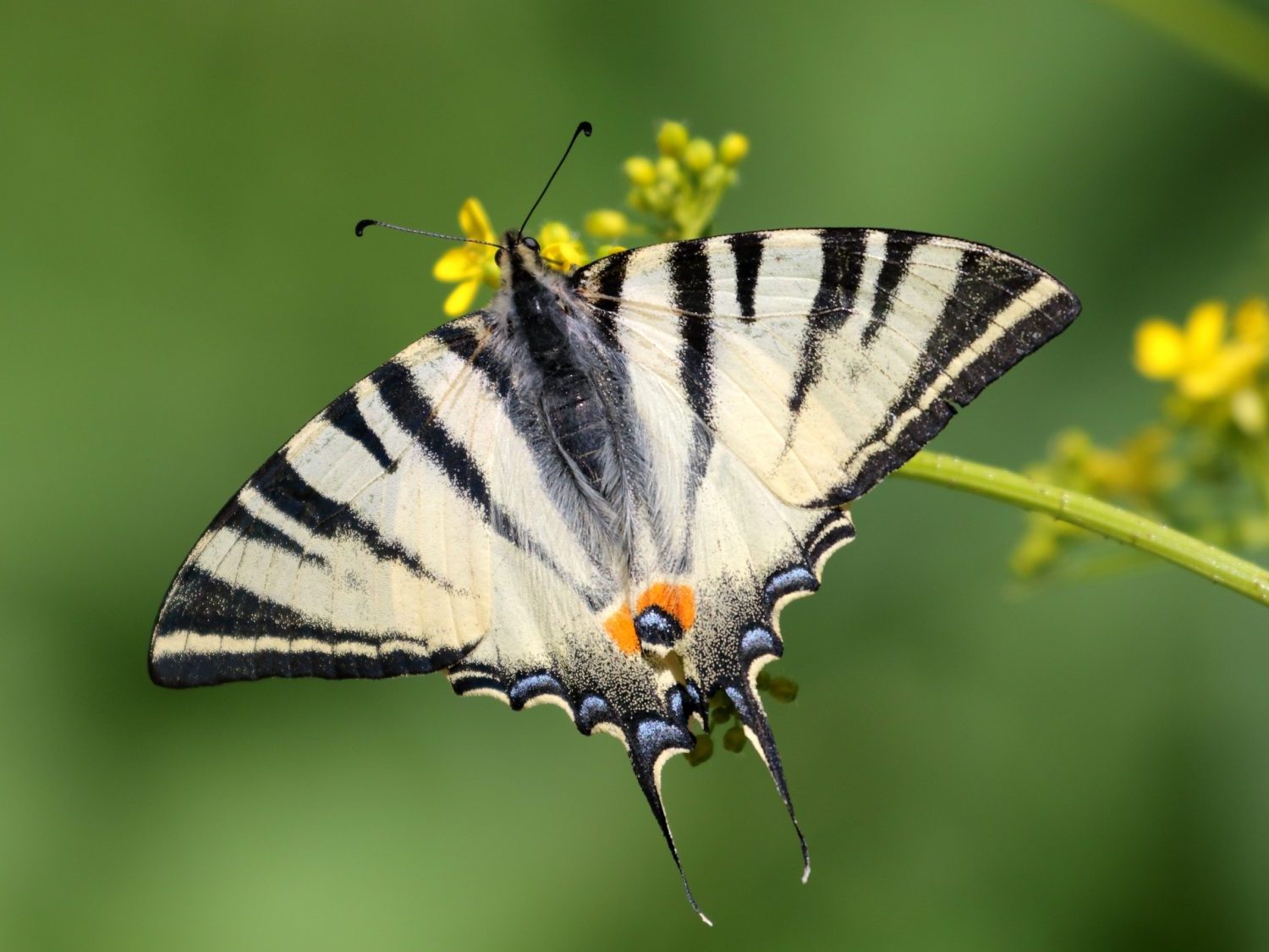 Scarce Swallowtail feeding on a yellow flower in the Danube Delta