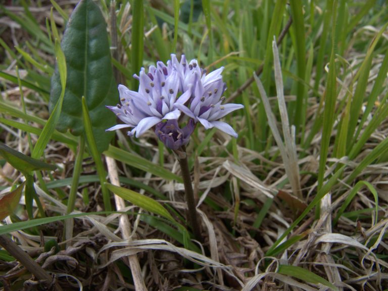 Spring Squill in the grass Isles of Scilly