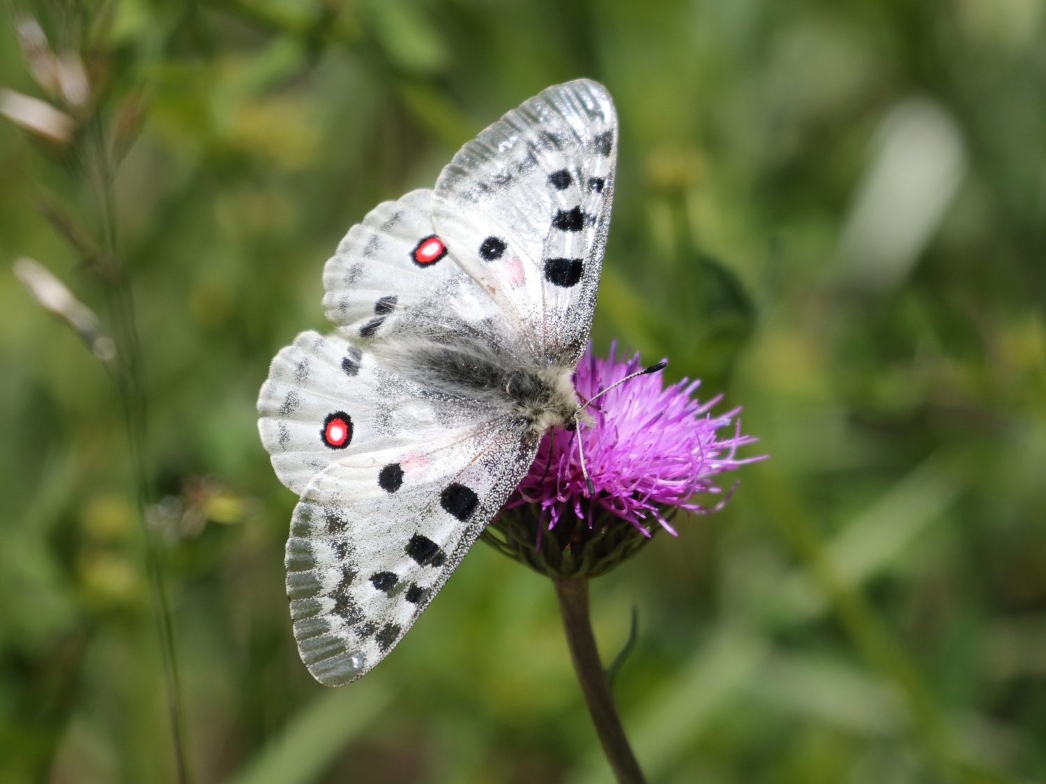 Apollo butterfly feeding on a pink flower in The Dolomites