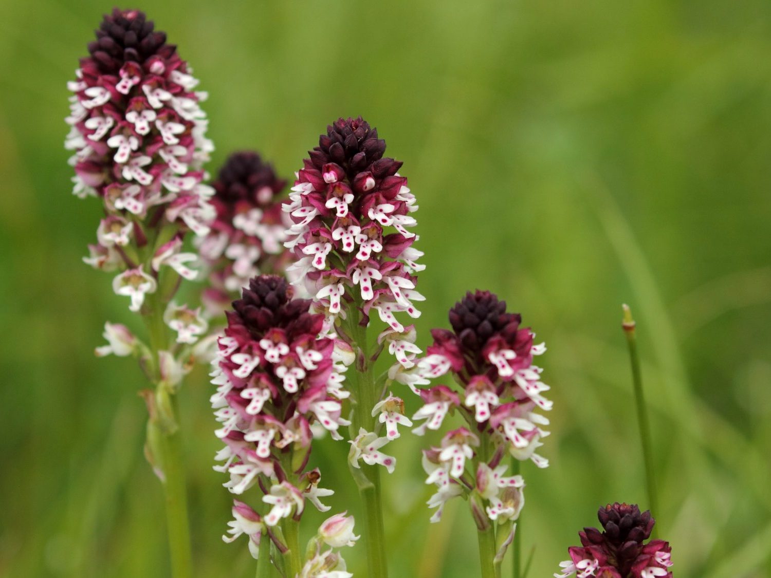 close up of the deep-red and white flowers of Burnt-tip Orchids, The Dolomites