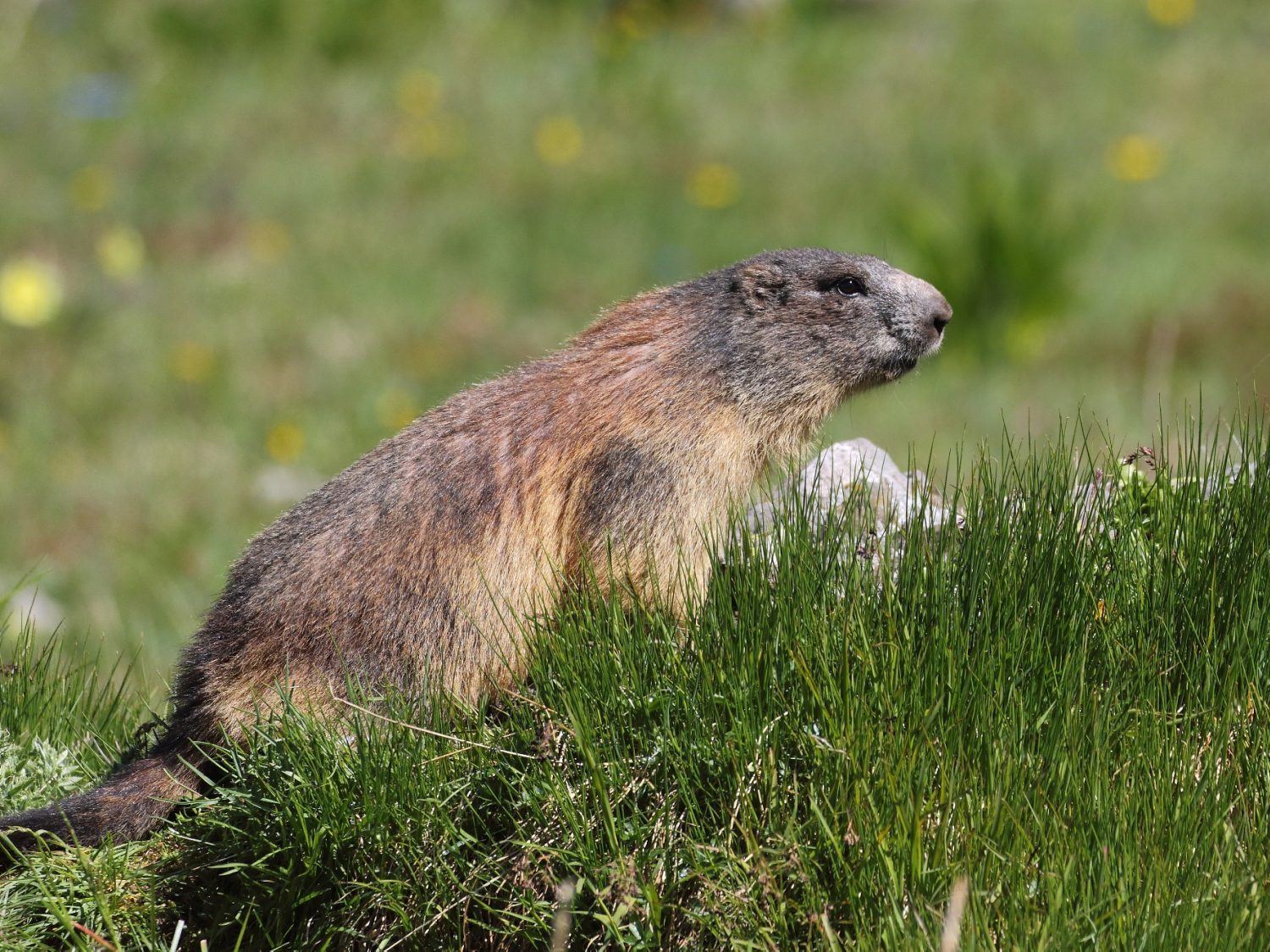 Marmot sitting in short grassland in The Dolomites