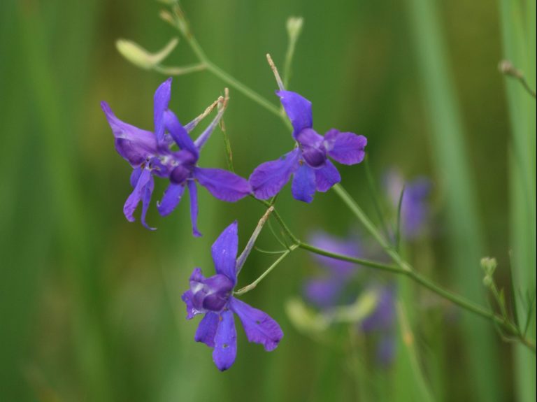 purple flowers of Consolida regalis in Hungary