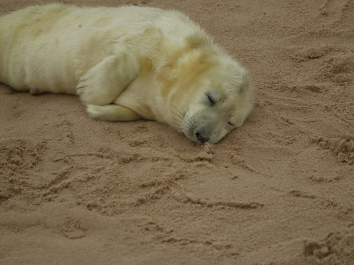 freshly born furry Grey Seal pup on a sandy Norfolk beach