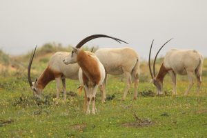 Scimitar-horned-Oryx-Morocco