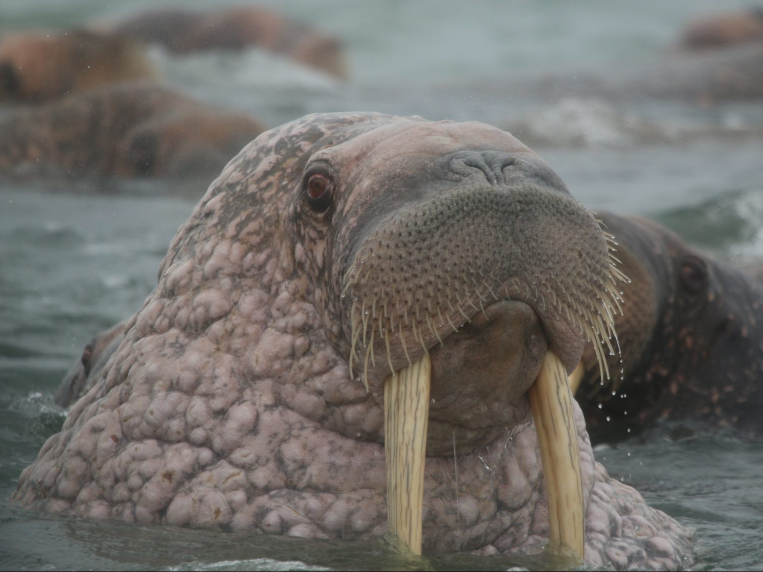 Pacific Walrus peeping out of the waves in Kamchatka
