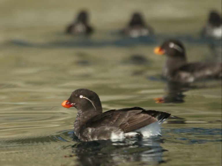Parakeet Auklets on a calm sea in Kamchatka