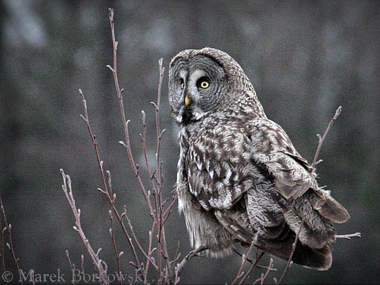 Great Grey Owl sitting in a tree in Poland