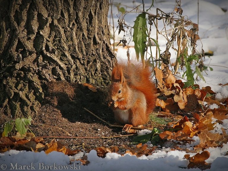 Red Squirrel on the ground in Poland
