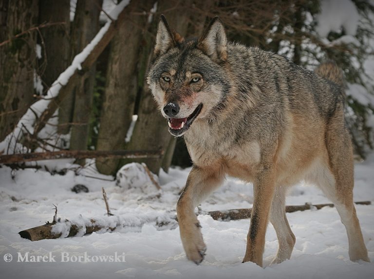 Wolf walking through the snow in Poland