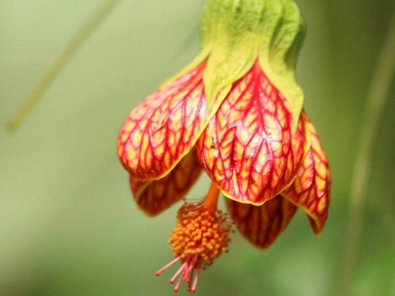 red-streaked flower of Abutilon pictum in Ecuador