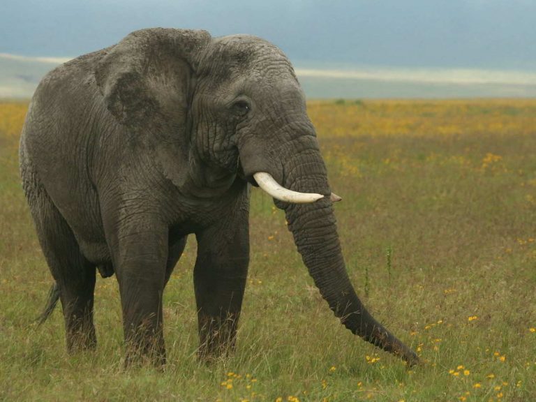 African Elephant standing in flowery grassland, Tanzania