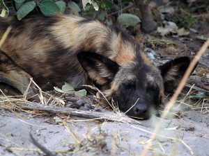 sleeping African Wild Dog, Botswana