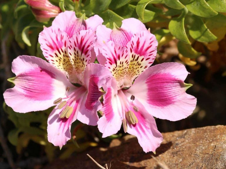 pink flowers of Alstroemeria pelegrina in Chile