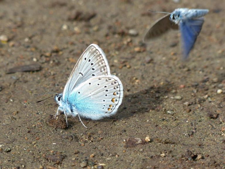 Amanda's Blue probing wet sandy ground, Armenia