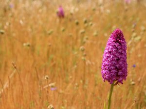 Pyramidal Orchid in a meadow in the Cevennes