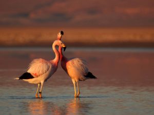 Andean-Flamingo-Chile