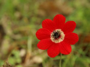 red flower of Anemone pavonina, Lesvos