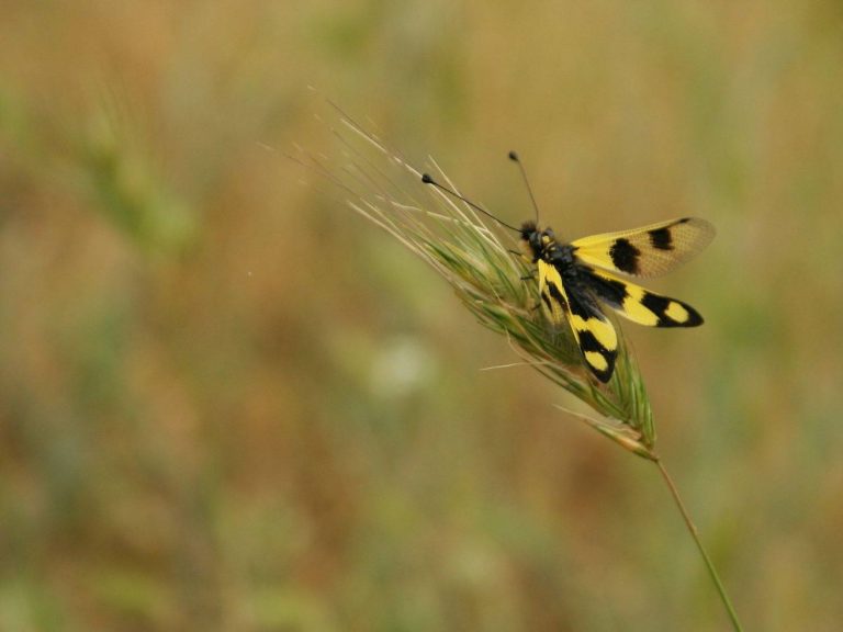 Ascalaphus libelluloides sitting on grass, Macedonia