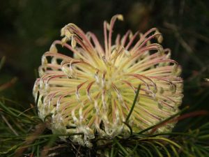 Banksia lanata flower, Australia