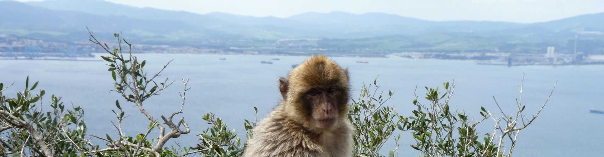 Barbary macaque sitting on railings, Gibraltar