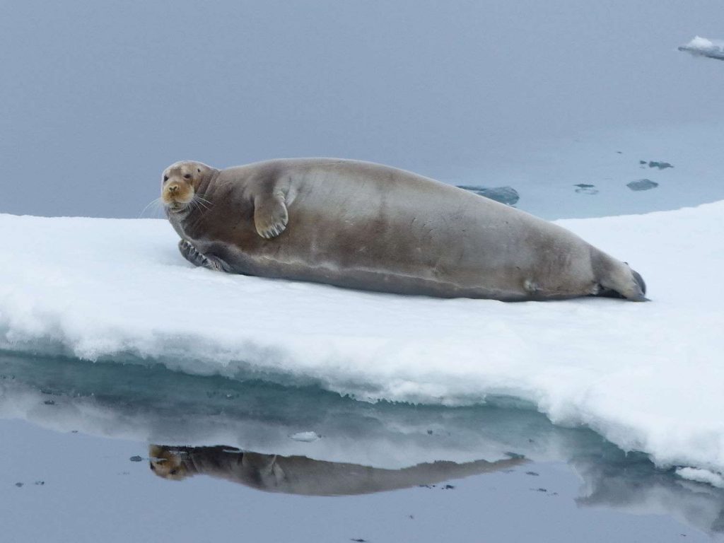 Bearded Seal hauled out on ice surrounded by still water, Svalbard