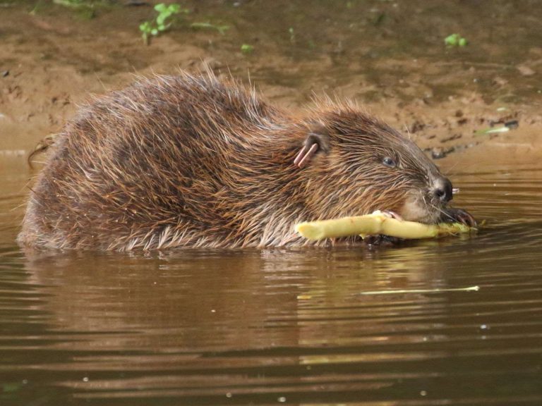 Beaver eating vegetation close to the riverbank, Devon