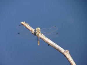 Black Darter perched on a twig over water, Sussex