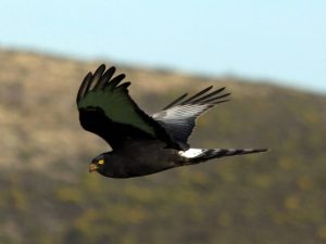 Black Harrier in flight in South Africa