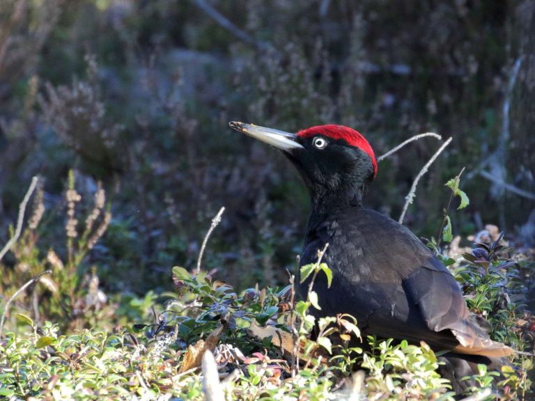 Black Woodpecker perched in a shrub, Estonia