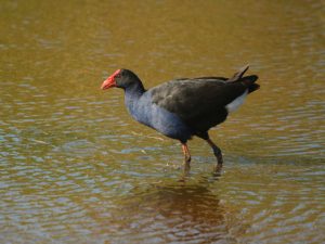 Black-backed Swamphen wading through water, Tasmania