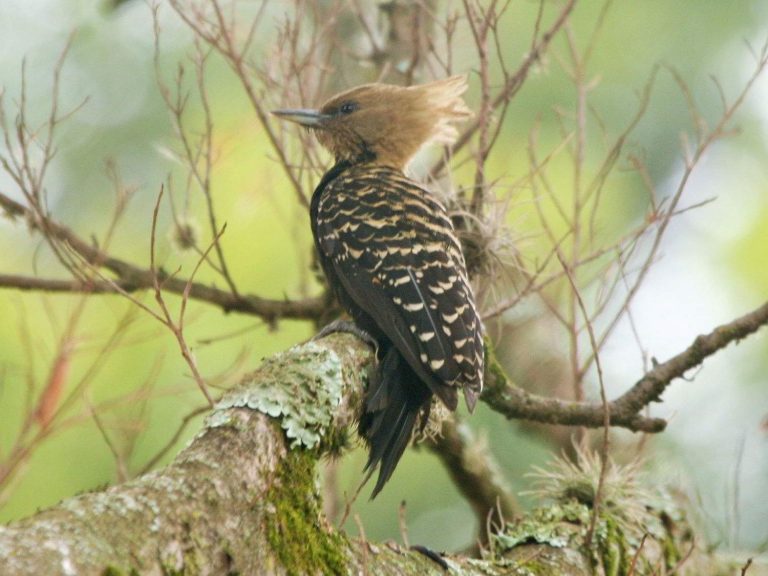 Blond-crested Woodpecker on a branch, Brazil