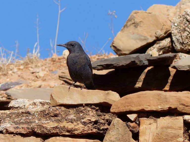 Blue Rock Thrush perched on a rock, Morocco