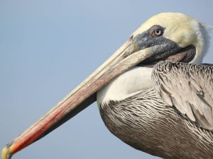 Brown Pelican in Galapagos