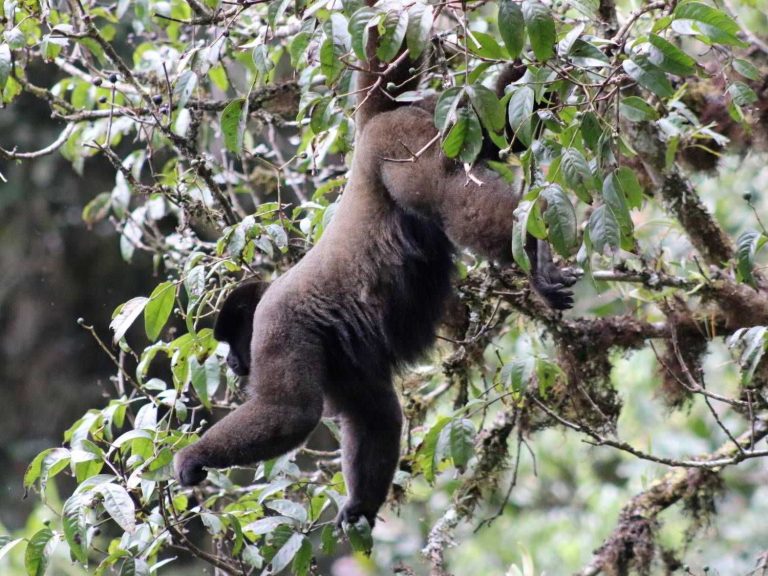 Brown Woolly Monkey dangling in a tree, Peru