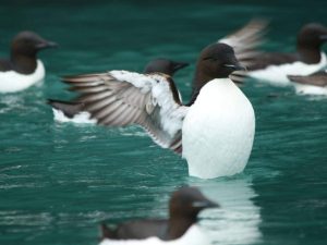 Brunnich's Guillemot wing flapping on a calm sea, Svalbard