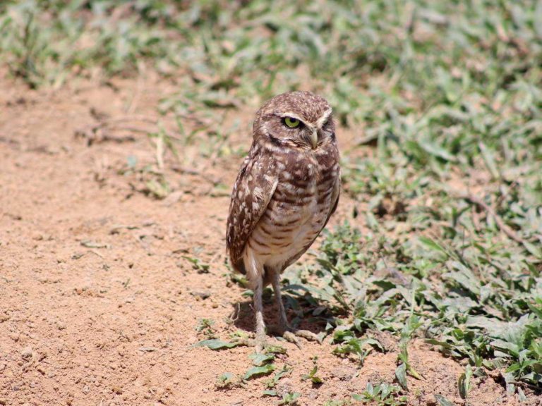 Burrowing Owl standing alert on sandy ground, Colombia