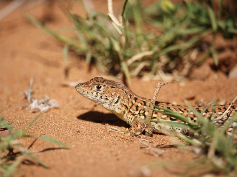 Busack's Fringe-toed Lizard peering out on sandy ground, Morocco