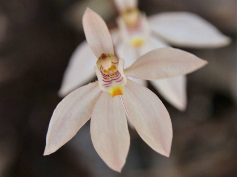 white flowers of Caladenia catenata, New-Caledonia