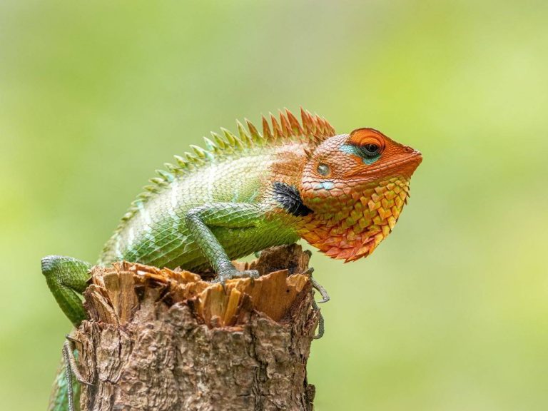 Green Garden Lizard standing on a tree stump, Sri Lanka