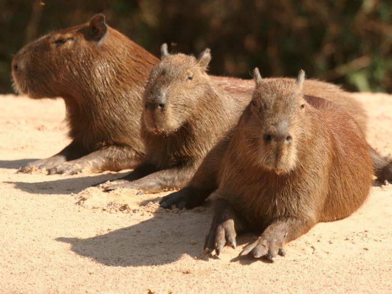 three Capybara laying on sand, Brazil