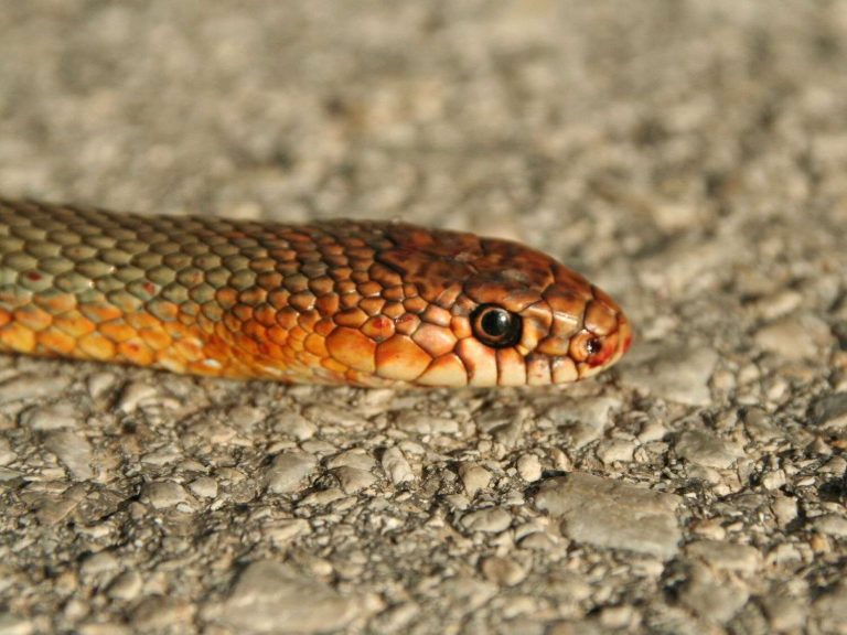 Caspian Whip Snake on a road, Macedonia