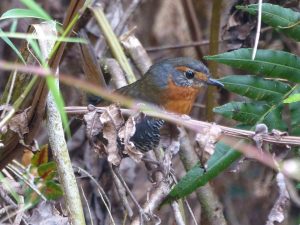 Chucao Tapaculo amid the undergrowth, Chile